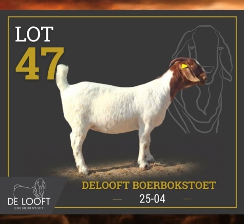 1 X BOER GOAT STUD PREGNANT DOE Delooft Boerbokstoet 1865