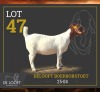 1 X BOER GOAT STUD PREGNANT DOE Delooft Boerbokstoet 1865