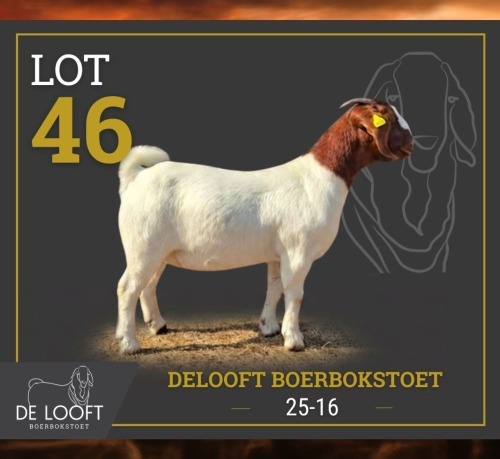 1 X BOER GOAT STUD PREGNANT DOE Delooft Boerbokstoet 1865