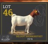 1 X BOER GOAT STUD PREGNANT DOE Delooft Boerbokstoet 1865