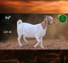1 X BOER GOAT STUD PREGNANT DOE Aegagrus Boerbok stoet