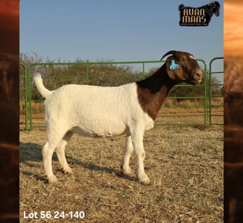 1 X BOER GOAT STUD PREGNANT DOE Ruan Mans