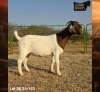 1 X BOER GOAT STUD PREGNANT DOE Ruan Mans