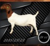 1 X BOER GOAT FLOCK ON COLOUR PREGNANT DOE Aries Boerbokstoet