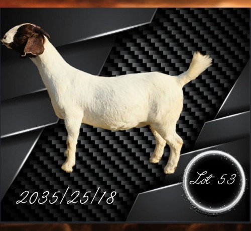 1 X BOER GOAT FLOCK PREGNANT DOE Aries Boerbokstoet