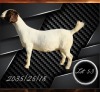 1 X BOER GOAT FLOCK PREGNANT DOE Aries Boerbokstoet