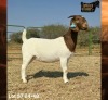 1 X BOER GOAT STUD PREGNANT DOE Ruan Mans