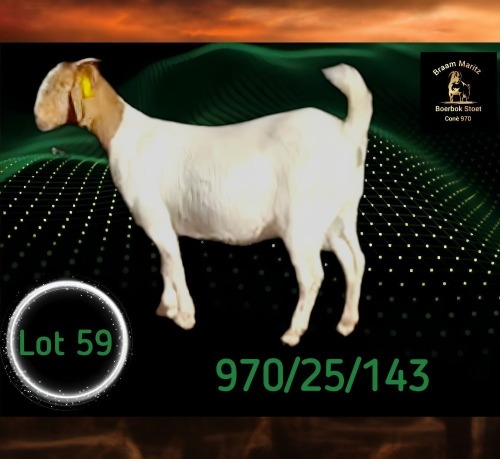 1 X BOER GOAT STUD PREGNANT DOE Braam Maritz - Con&eacute; Boerbokstoet