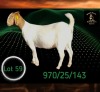 1 X BOER GOAT STUD PREGNANT DOE Braam Maritz - Con&eacute; Boerbokstoet