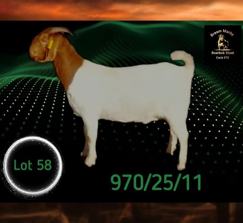 1 X BOER GOAT STUD PREGNANT DOE Braam Maritz - Con&eacute; Boerbokstoet