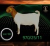 1 X BOER GOAT STUD PREGNANT DOE Braam Maritz - Con&eacute; Boerbokstoet