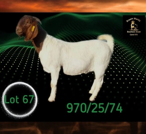 1 X BOER GOAT STUD DOE Braam Maritz - Con&eacute; Boerbokstoet