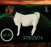 1 X BOER GOAT STUD DOE Braam Maritz - Con&eacute; Boerbokstoet