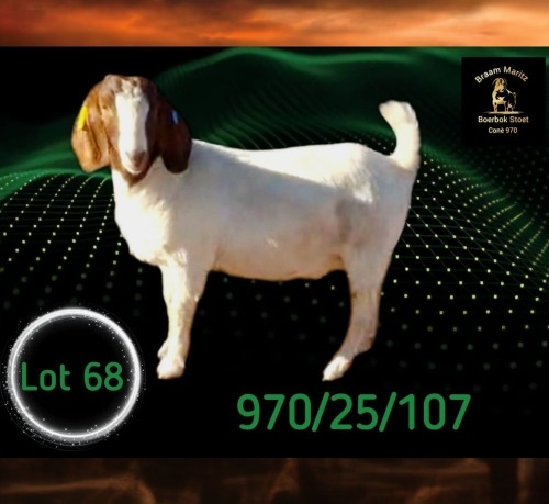 1 X BOER GOAT STUD PREGNANT DOE Braam Maritz - Con&eacute; Boerbokstoet