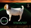 1 X BOER GOAT STUD PREGNANT DOE Braam Maritz - Con&eacute; Boerbokstoet