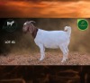1 X BOER GOAT FLOCK ON COLOUR PREGNANT DOE Aegagrus Boerbok stoet