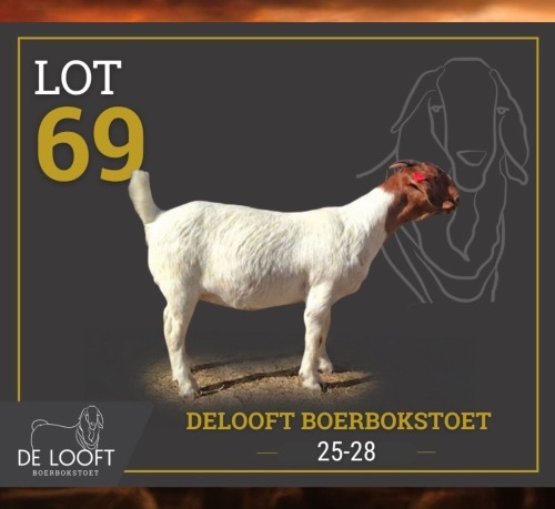 1 X BOER GOAT FLOCK ON COLOUR PREGNANT DOE Delooft Boerbokstoet 1865