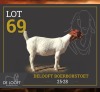 1 X BOER GOAT FLOCK ON COLOUR PREGNANT DOE Delooft Boerbokstoet 1865