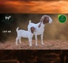 1 X BOER GOAT STUD DOE Aegagrus Boerbok stoet
