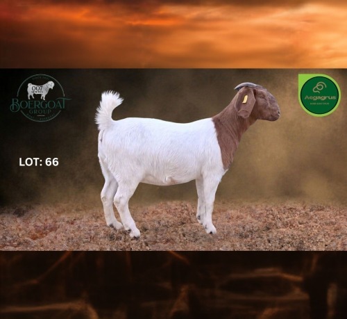 1 X BOER GOAT STUD PREGNANT DOE Aegagrus Boerbok stoet
