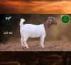 1 X BOER GOAT STUD PREGNANT DOE Aegagrus Boerbok stoet