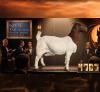 1 X BOER GOAT STUD PREGNANT DOE Karoo Livestock Studs