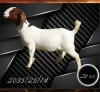 1 X BOER GOAT FLOCK DOE Aries Boerbokstoet