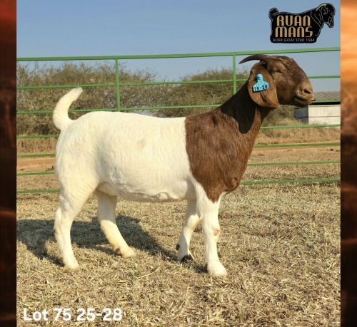 1 X BOER GOAT FLOCK ON COLOUR PREGNANT DOE Ruan Mans