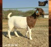 1 X BOER GOAT FLOCK ON COLOUR PREGNANT DOE Ruan Mans