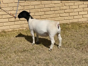 1x DORPER OOI/EWE LeRoy Phillips Dorpers TYPE 5