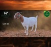 1 X BOER GOAT STUD PREGNANT DOE Aegagrus Boerbok stoet