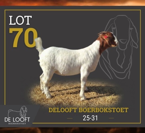 1 X BOER GOAT FLOCK PREGNANT DOE Delooft Boerbokstoet 1865
