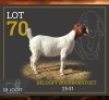 1 X BOER GOAT FLOCK PREGNANT DOE Delooft Boerbokstoet 1865