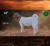 1 X BOER GOAT FLOCK DOE Aegagrus Boerbok stoet