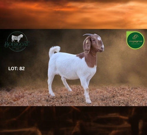1 X BOER GOAT FLOCK ON COLOUR PREGNANT DOE Aegagrus Boerbok stoet