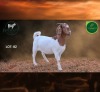 1 X BOER GOAT FLOCK ON COLOUR PREGNANT DOE Aegagrus Boerbok stoet