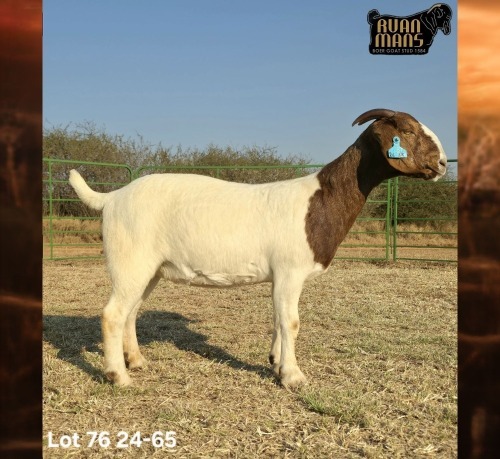 1 X BOER GOAT STUD PREGNANT DOE Ruan Mans