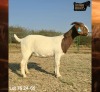 1 X BOER GOAT STUD PREGNANT DOE Ruan Mans