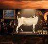 1 X BOER GOAT FLOCK PREGNANT DOE Karoo Livestock Studs