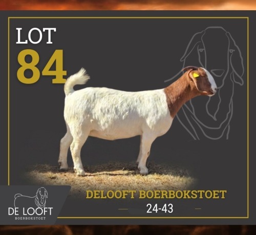 1 X BOER GOAT FLOCK DOE Delooft Boerbokstoet 1865