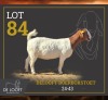 1 X BOER GOAT FLOCK DOE Delooft Boerbokstoet 1865