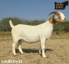 1 X BOER GOAT STUD PREGNANT DOE Ruan Mans