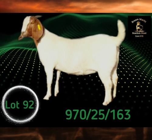 1 X BOER GOAT STUD PREGNANT DOE Braam Maritz - Con&eacute; Boerbokstoet