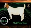 1 X BOER GOAT STUD PREGNANT DOE Braam Maritz - Con&eacute; Boerbokstoet