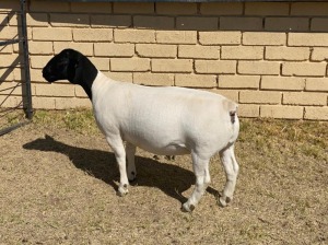 1x DORPER OOI/EWE LeRoy Phillips Dorpers TYPE 5