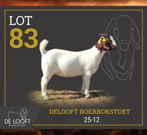 1 X BOER GOAT FLOCK PREGNANT DOE Delooft Boerbokstoet 1865