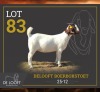 1 X BOER GOAT FLOCK PREGNANT DOE Delooft Boerbokstoet 1865