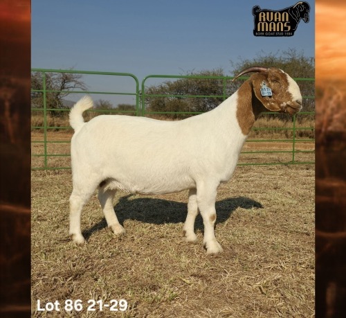 1 X BOER GOAT FLOCK ON TEAT PREGNANT DOE Ruan Mans