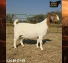 1 X BOER GOAT FLOCK ON TEAT PREGNANT DOE Ruan Mans