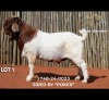 1 X BOER GOAT BUCK Passano Boerdery